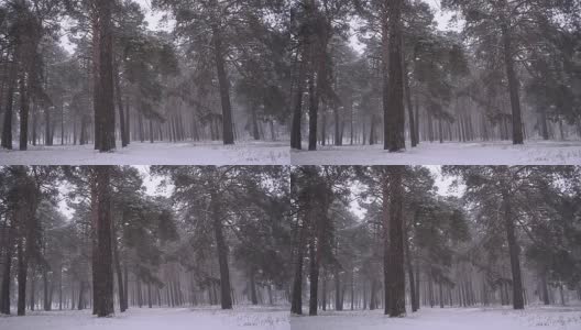 暴风雪在松公园，雪在松公园，暴风雪在冬天公园。高清在线视频素材下载