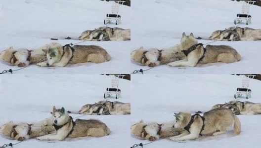 雪橇犬繁殖西伯利亚哈士奇高清在线视频素材下载