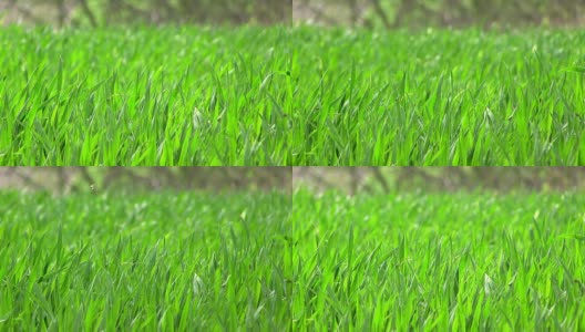 刮风的日子里鲜亮的绿草。近距离高清在线视频素材下载
