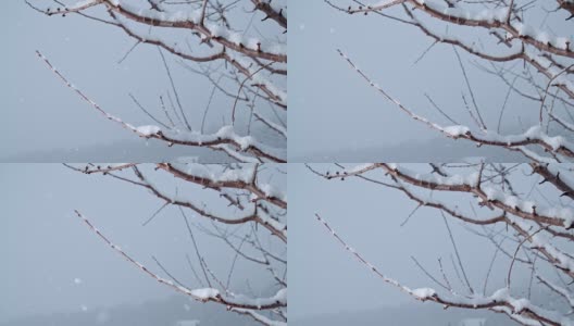 雪落在冬天的树枝上，动作超级慢高清在线视频素材下载