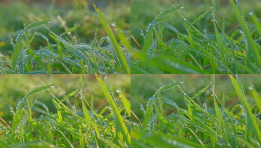 小草随岁月流逝，水珠冻成晨霜。HDR原始拍摄高清在线视频素材下载