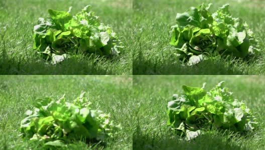 两段莴苣落在草地上的视频——真正的慢镜头高清在线视频素材下载
