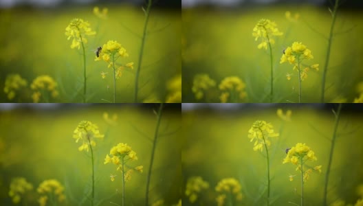 蜜蜂从芥菜花蜜中采集花蜜的慢动作。高清在线视频素材下载