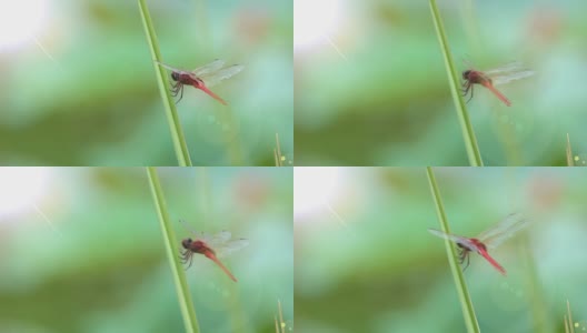 蜻蜓在草地上高清在线视频素材下载