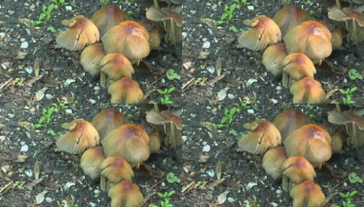 一群蘑菇从地里冒出来高清在线视频素材下载