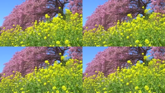 下嘉摩河边盛开的川崎樱花树和油菜花高清在线视频素材下载