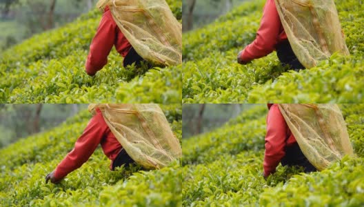 女印度农民在高地从茂密的灌木上收集树叶。当地工人在种植园采摘新鲜树叶。成年妇女在农田的绿树丛中收获茶叶。农业的概念。慢动作高清在线视频素材下载