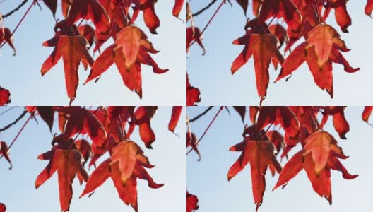 树枝上的枫树与红色的秋叶，阳光秋天的花的背景高清在线视频素材下载