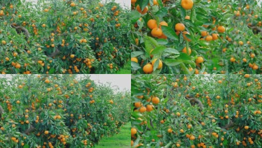 橘子树的花园。树枝上结黄色和橙色的柑橘果实。高清在线视频素材下载