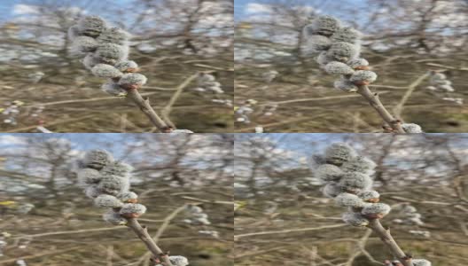 柳枝上有柳絮，春色背景。柳树科木本植物的一个属高清在线视频素材下载