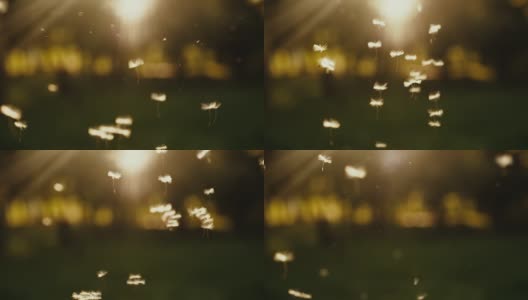 蒲公英的种子在空中飞舞高清在线视频素材下载