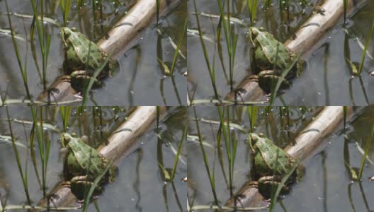 绿蛙(林蛙)在河中噼啪作响的求偶仪式。高清在线视频素材下载