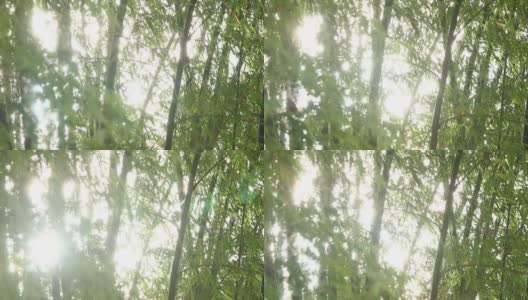 阳光竹树高清在线视频素材下载