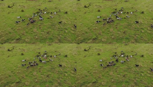 鸟瞰牛群在绿色的夏季草地上吃草。阳光明媚的草地上的黑白奶牛。大的牲畜。农场景观鸟瞰牛群在绿色牧场。高清在线视频素材下载