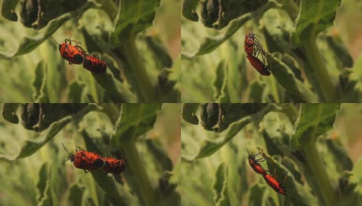 草地上的萤火虫。萤火虫在春天的花园里交配。这种昆虫也被称为红黑条纹臭虫或红黑点臭虫。虫子，昆虫，动物，动物。野生自然,森林高清在线视频素材下载