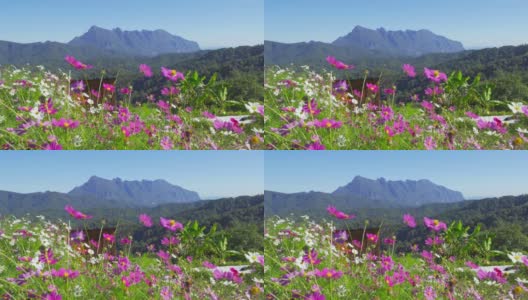在泰国清迈的国家公园和土銮清道山的山丘上，五颜六色的花朵。旅游、度假中的自然景观。高清在线视频素材下载