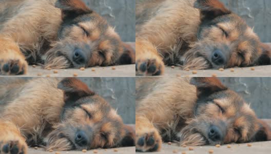 孤独的流浪狗躺在收容所的地板上，过着饥肠辘辘的悲惨生活，无家可归。动物庇护所概念高清在线视频素材下载