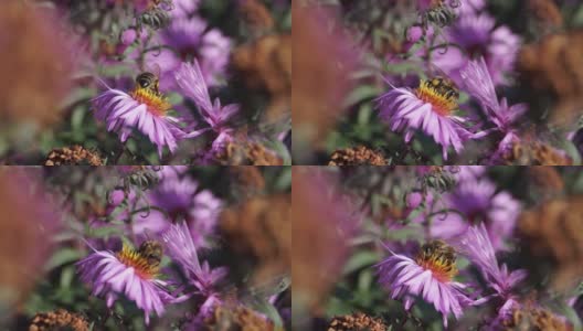 蜜蜂(lat。从多年生紫菀的花中采集花蜜和花粉。秋天高清在线视频素材下载