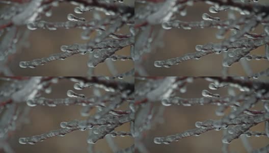 冰冻的树枝，白色的冬天背景高清在线视频素材下载