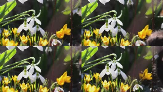 在春天的雪花莲和番红花黄花里，黑猫试图抓住一只正在寻找花粉的大黄蜂高清在线视频素材下载