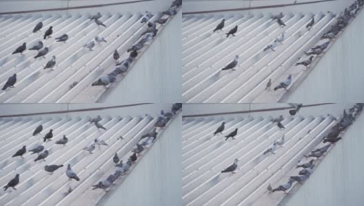 建筑物、动物屋顶上一群野生岩鸽、鸽鸟近距离观察。高清在线视频素材下载