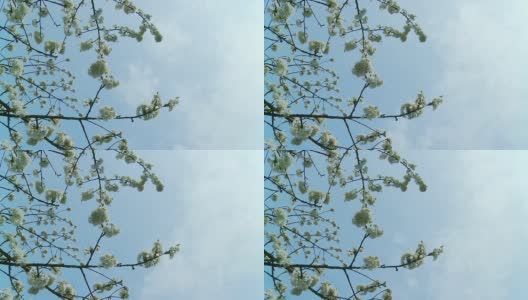 高清时间流逝:Cloudscape Against Cherry Blossom高清在线视频素材下载