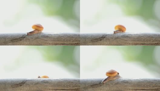 树枝上的蜗牛高清在线视频素材下载