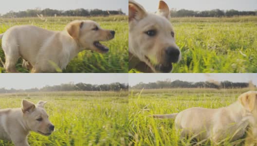 慢动作小狗在草地上奔跑高清在线视频素材下载