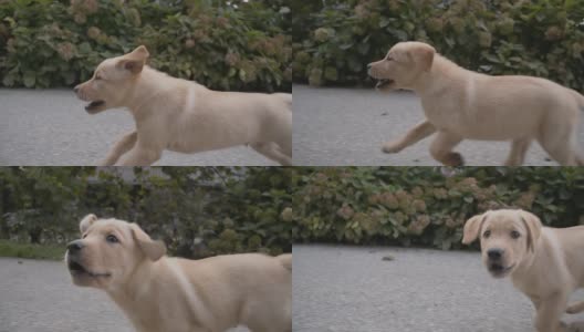 慢动作的流浪狗在路上奔跑高清在线视频素材下载