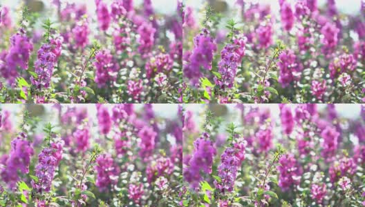 美丽的紫花盛开高清在线视频素材下载