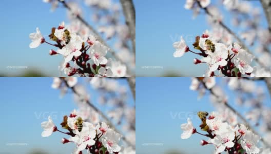 蜜蜂飞越梅花高清在线视频素材下载