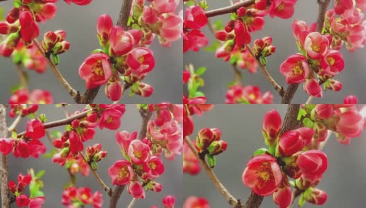 日本海棠花盛开在一个时间流逝的视频，以黑色的背景。花海棠花生长。高清在线视频素材下载