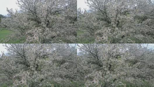 跨越开花树的平移(未分级镜头)高清在线视频素材下载