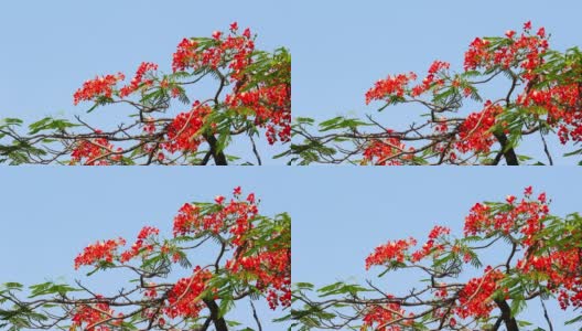 火焰树随风移动，夏天的花，红色的颜色自然。高清在线视频素材下载