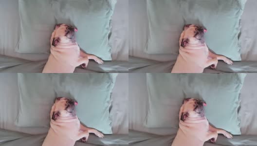 哈巴狗正在午睡，躺在床上的枕头上休息，舌头伸着，看起来很滑稽，呼噜声也很滑稽。高清在线视频素材下载