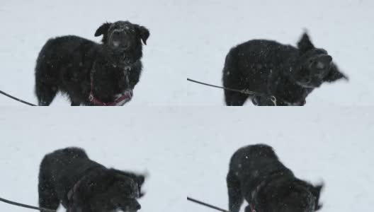 黑色的狗在冬天的暴风雪高清在线视频素材下载