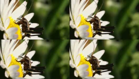 蟋蟀吃雏菊花的花粉高清在线视频素材下载