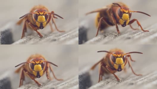 大黄蜂近距离捕捉野生动物，动作微妙，动作缓慢高清在线视频素材下载