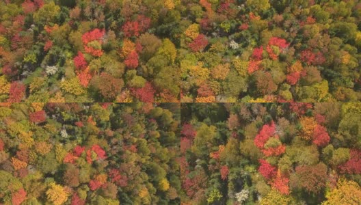 照片:落叶林地里色彩鲜艳的秋叶和树冠高清在线视频素材下载
