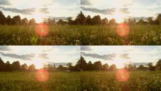 近距离自由度:盛开的草和三叶草覆盖在晨露在草地上高清在线视频素材下载