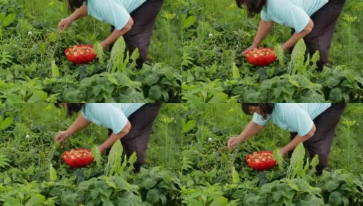 人工采集草莓高清在线视频素材下载