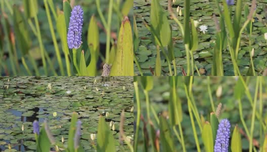 以色列热带池塘中盛开的睡莲高清在线视频素材下载