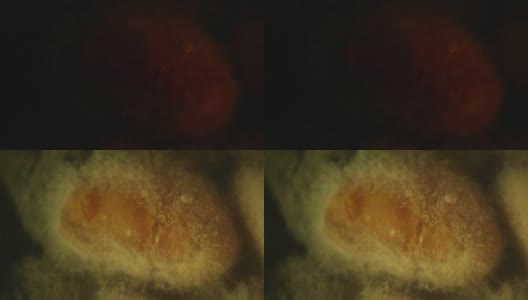 红豆上的毛口菌菌落。宏视频拍摄高清在线视频素材下载