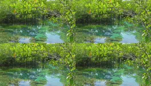 泰国甲米的那片红树林高清在线视频素材下载