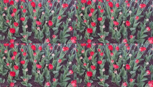 在温暖的春日，红色的郁金香在公园里盛开高清在线视频素材下载