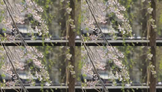 樱花的花,将日本秋田犬高清在线视频素材下载