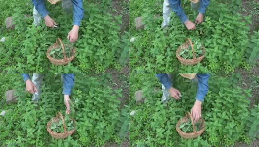 园丁草药采收新鲜的薄荷药草高清在线视频素材下载