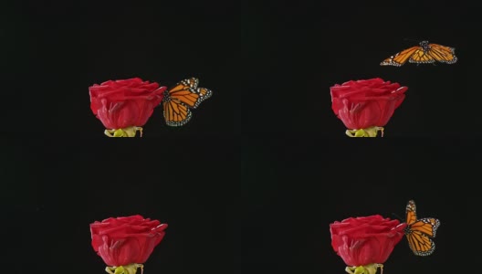 蝴蝶飞红玫瑰在黑色的背景高清在线视频素材下载