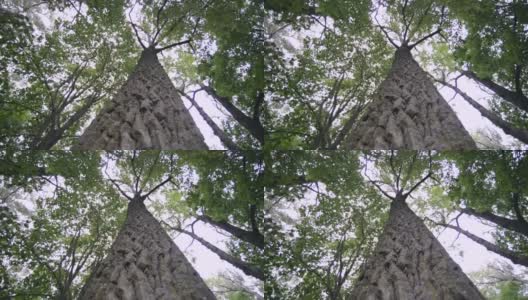 强大的杨树高清在线视频素材下载