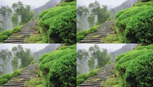 雨中婺源山的茶园，美丽的中国茶山景观，4k电影，慢镜头。高清在线视频素材下载